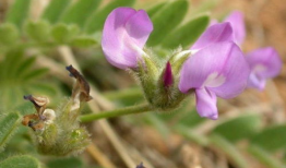 米口袋,探寻古老植物的神奇魅力